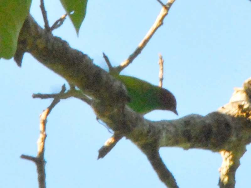 Bay-headed Tanager - ML641983673