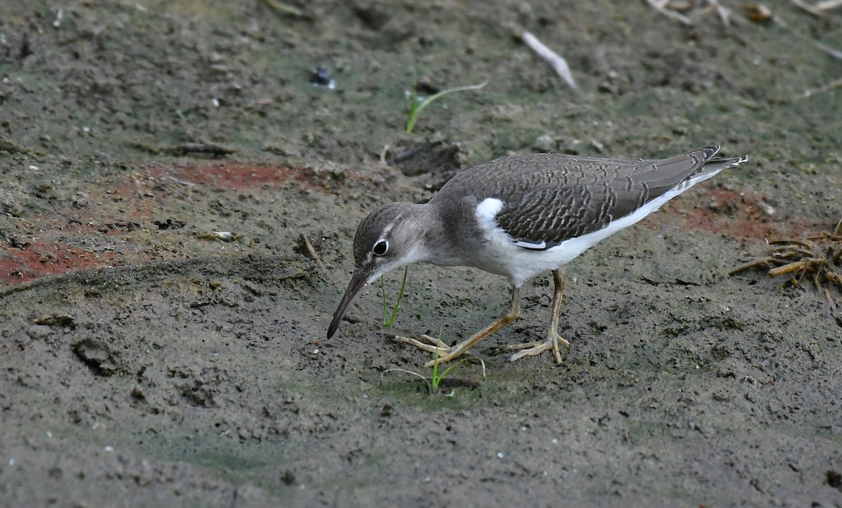 Spotted Sandpiper - ML641983676