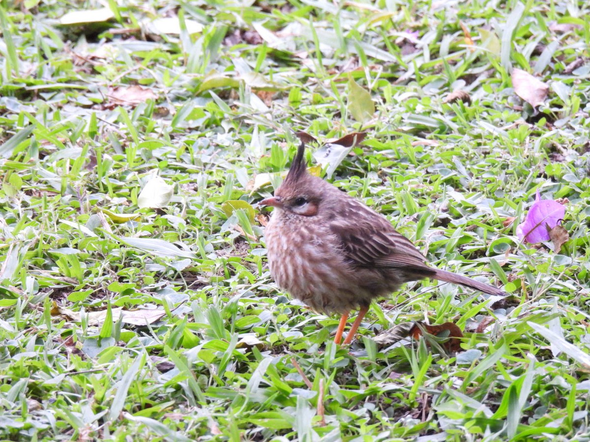 Lark-like Brushrunner - ML641983677