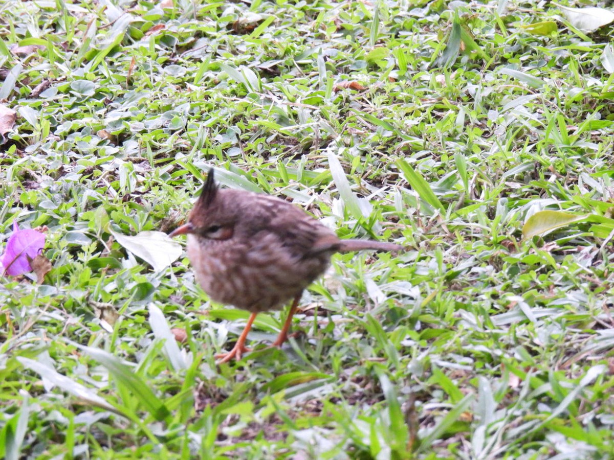 Lark-like Brushrunner - ML641983678