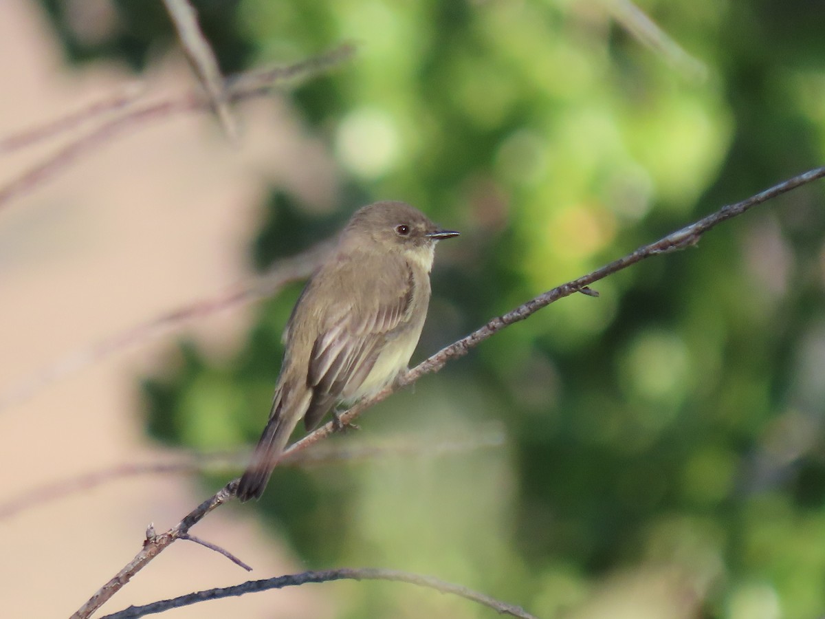 Eastern Phoebe - ML641983679