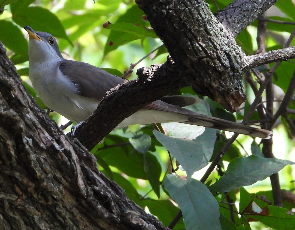 Yellow-billed Cuckoo - ML641983680