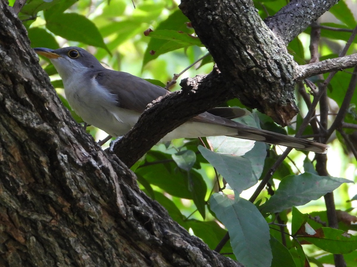 Yellow-billed Cuckoo - ML641983681