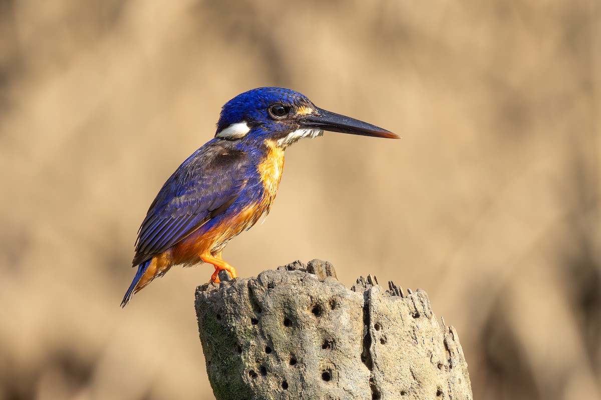 Azure Kingfisher - ML641983682
