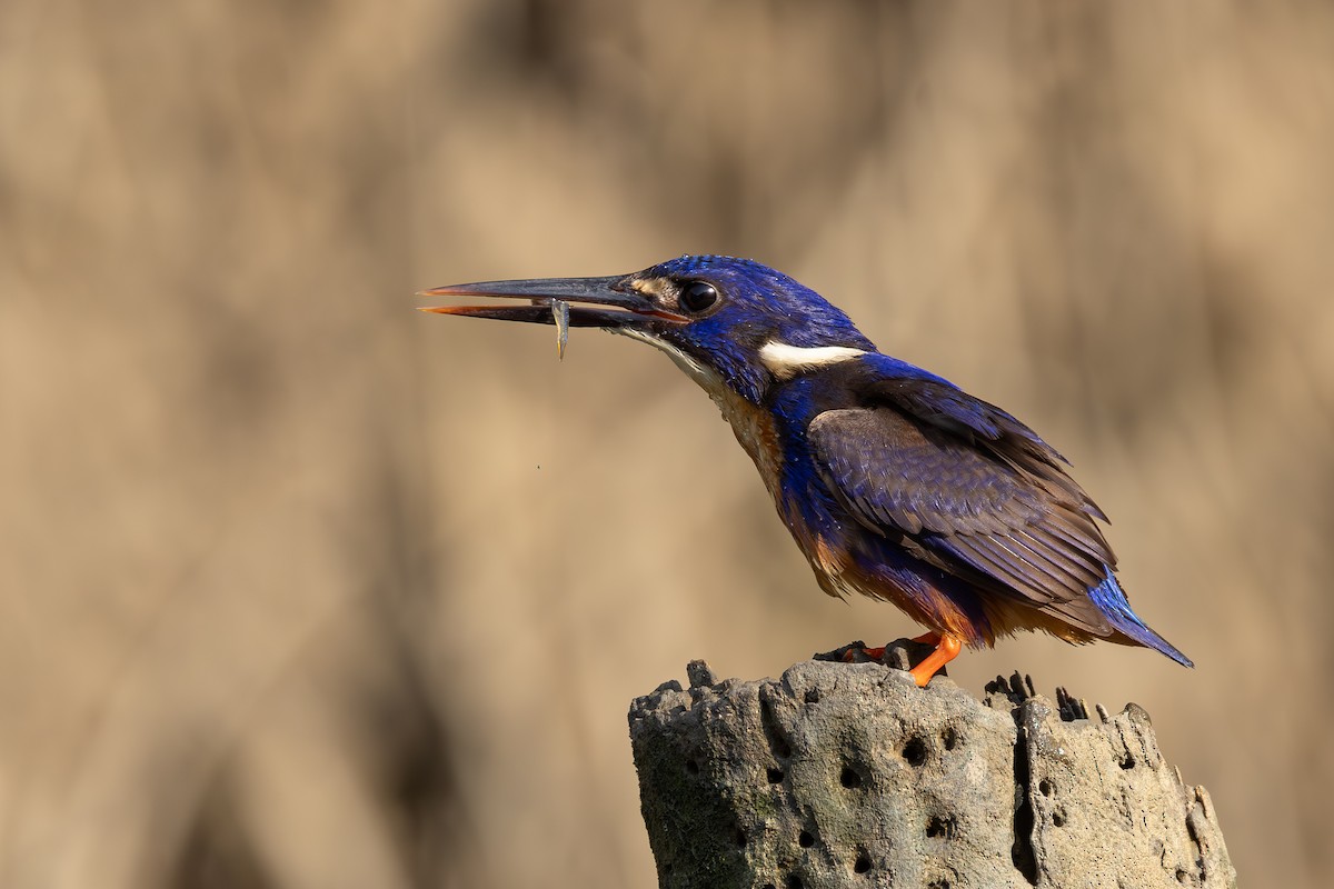 Azure Kingfisher - ML641983683
