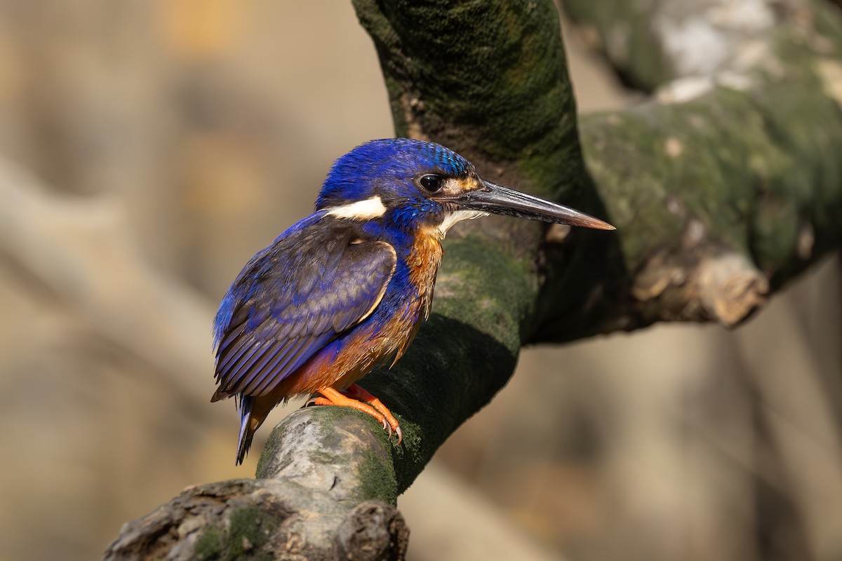 Azure Kingfisher - ML641983684