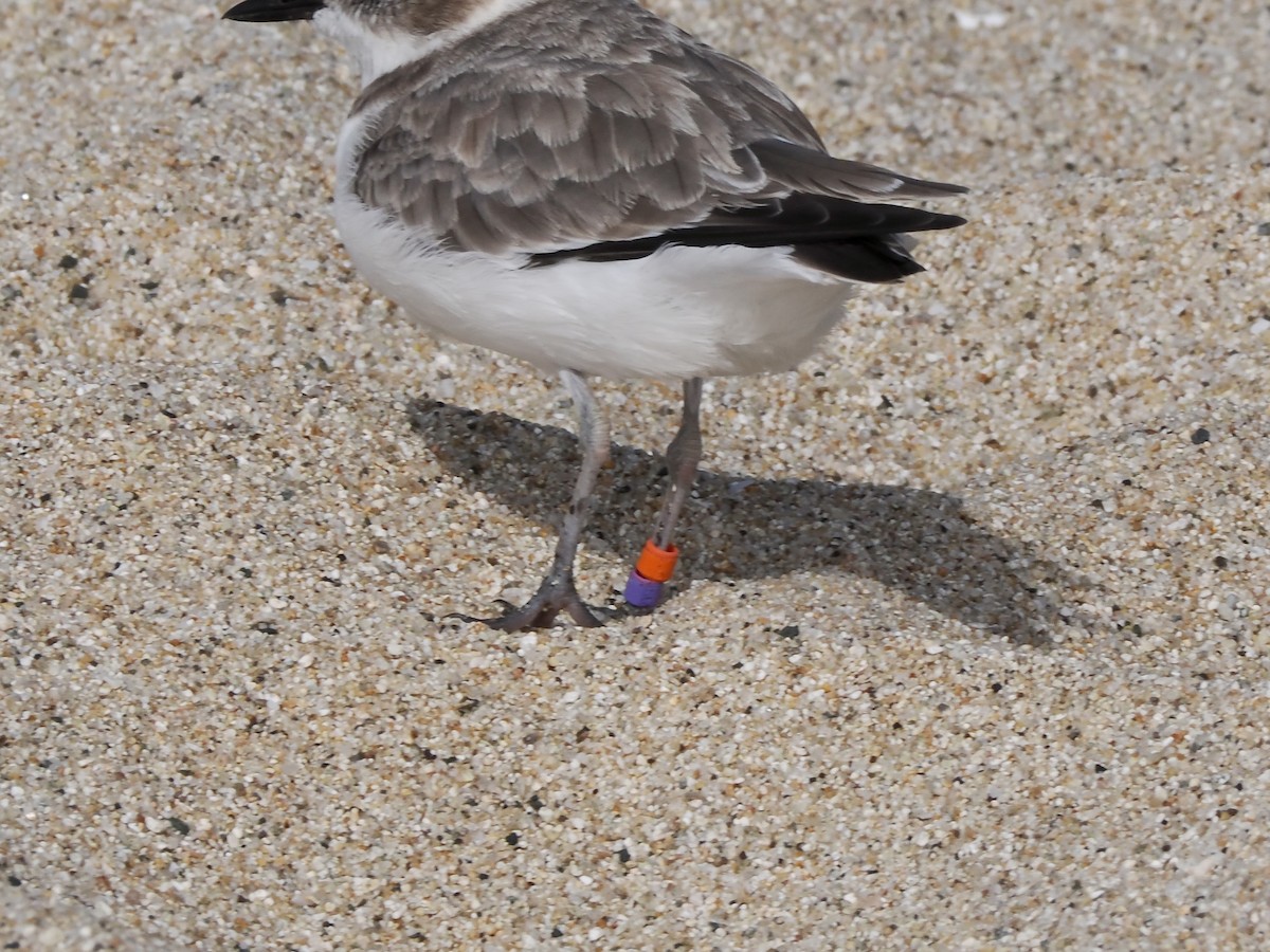 Snowy Plover - ML641983685