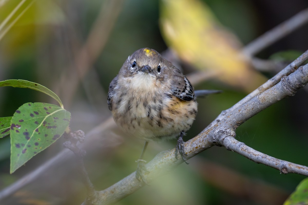 Yellow-rumped Warbler - ML641983686