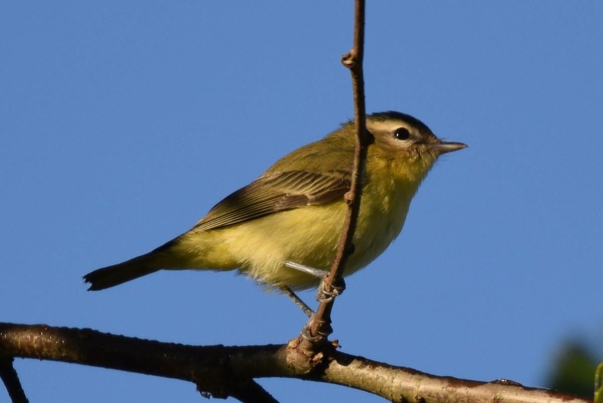 Philadelphia Vireo - ML641983689