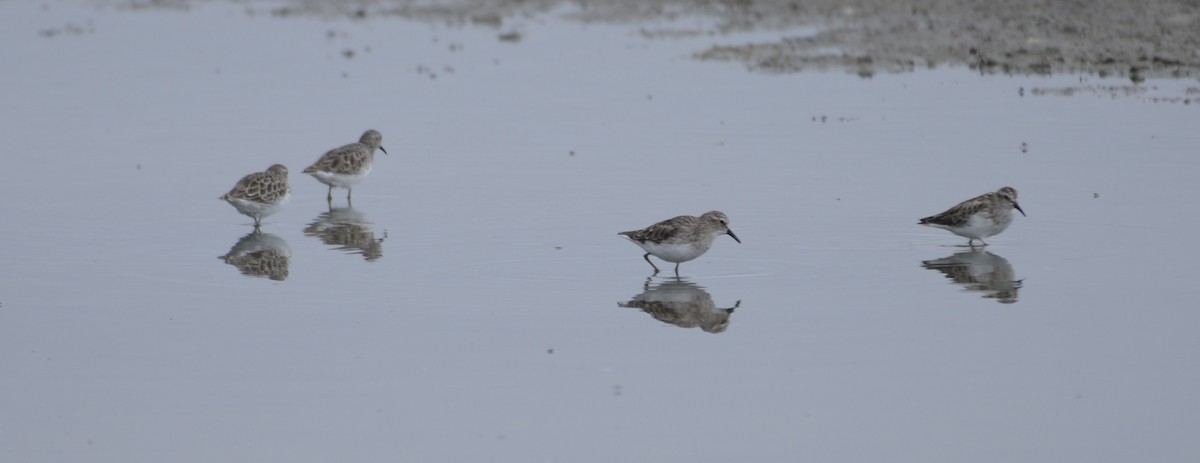 Least Sandpiper - ML641983690