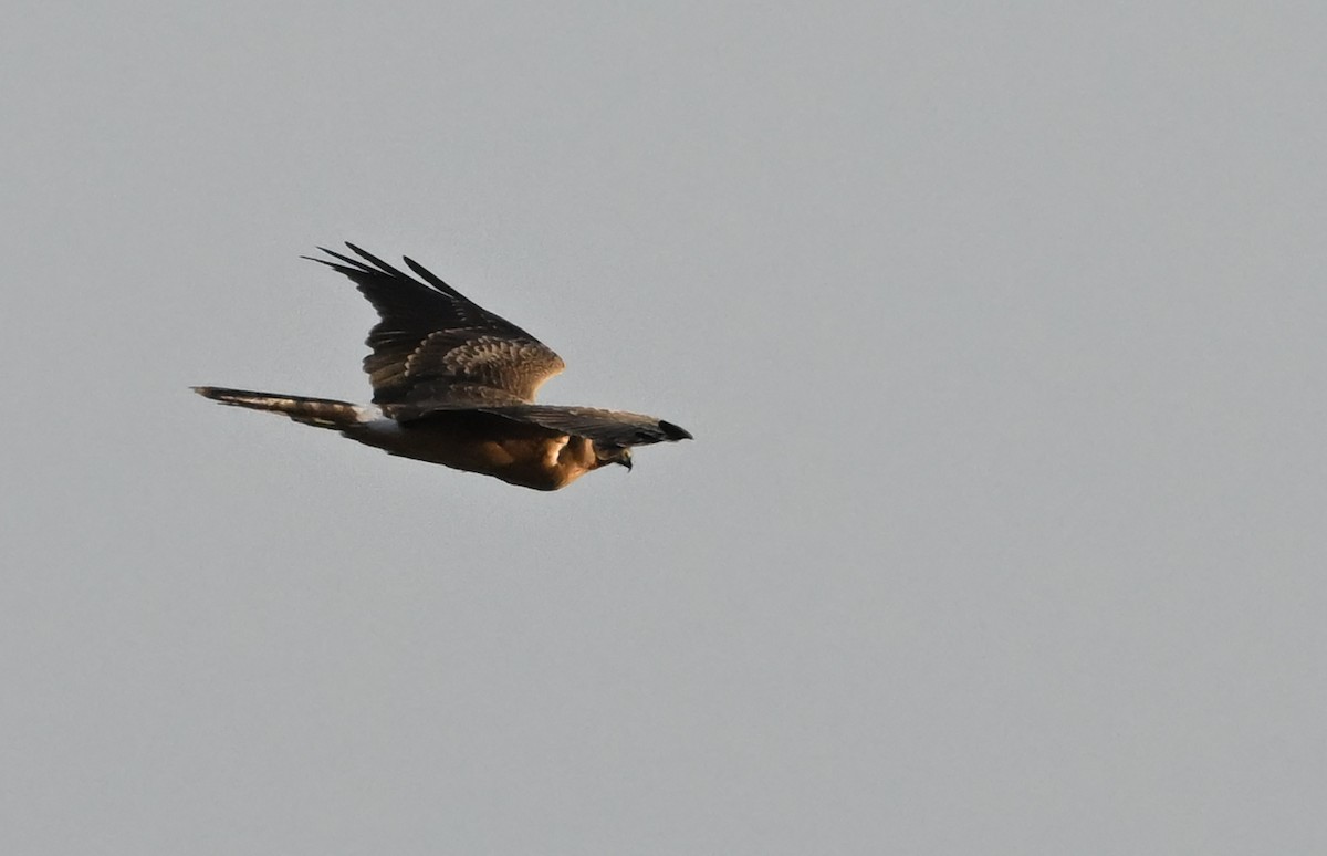 Pallid Harrier - ML641983691