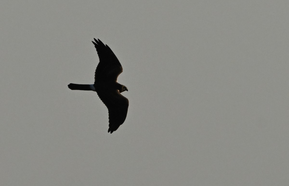 Pallid Harrier - ML641983692