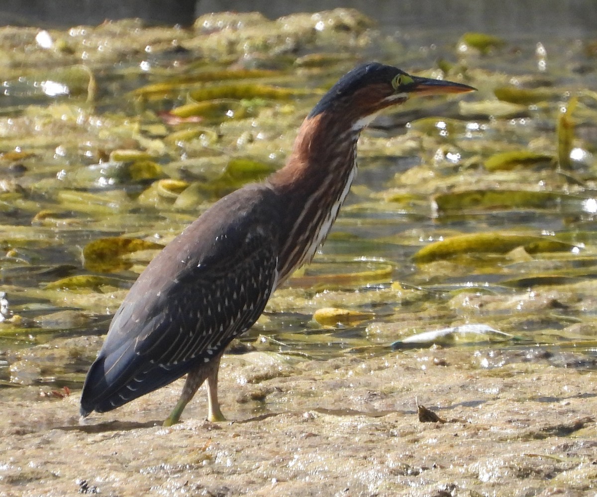 Green Heron - ML641983693