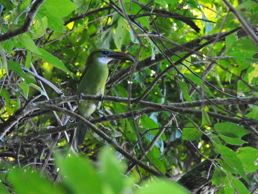 Groove-billed Toucanet - ML641983698