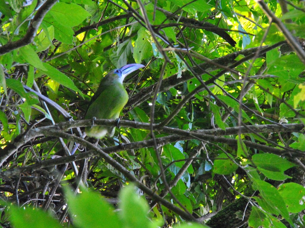 Groove-billed Toucanet - ML641983703