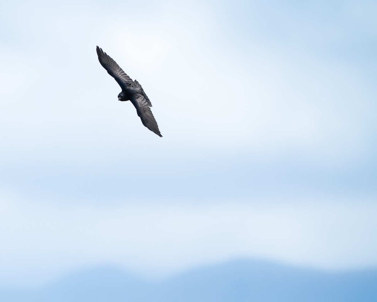 Common Raven - ML641983719
