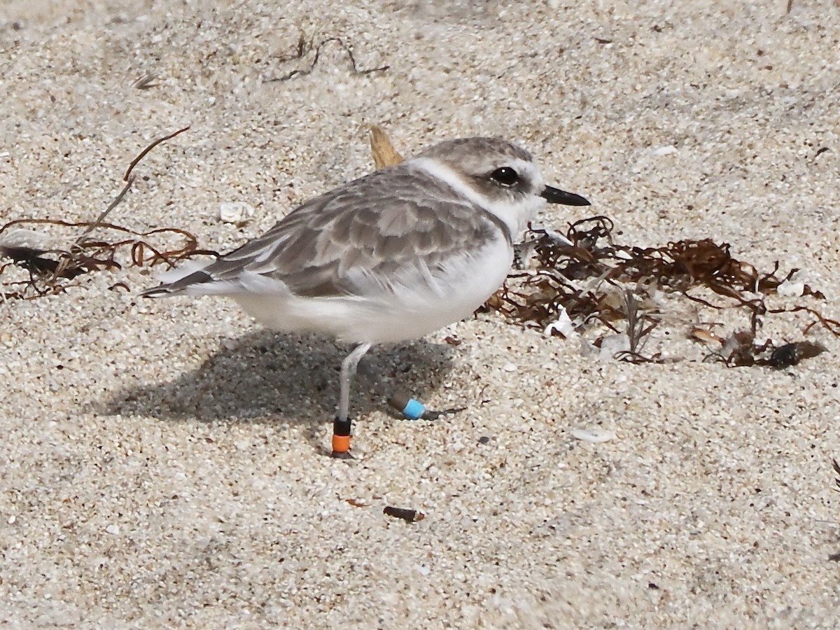 Snowy Plover - ML641983722