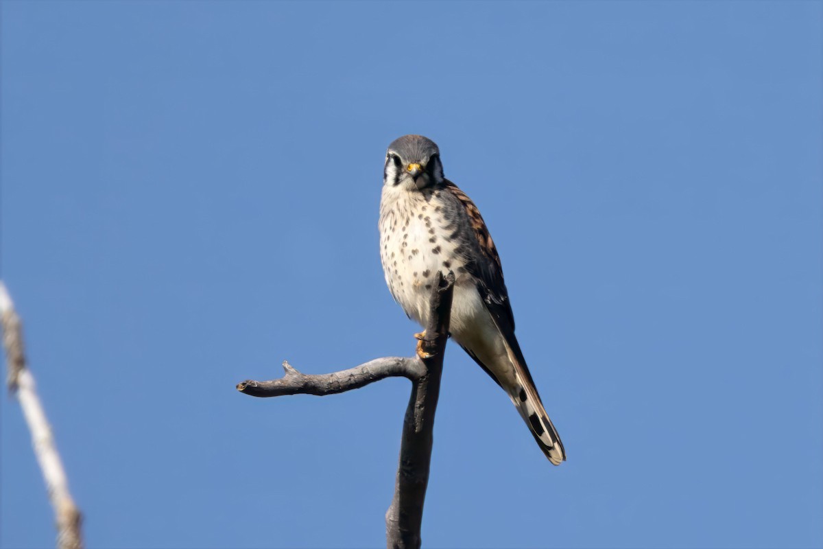 American Kestrel - ML641983724