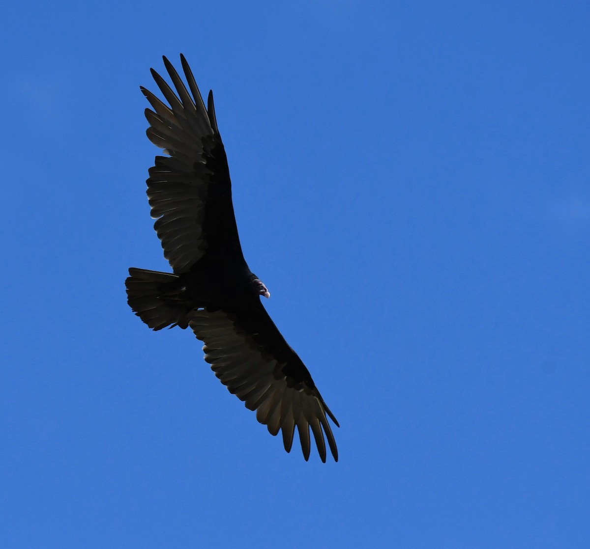 Turkey Vulture - ML641983725