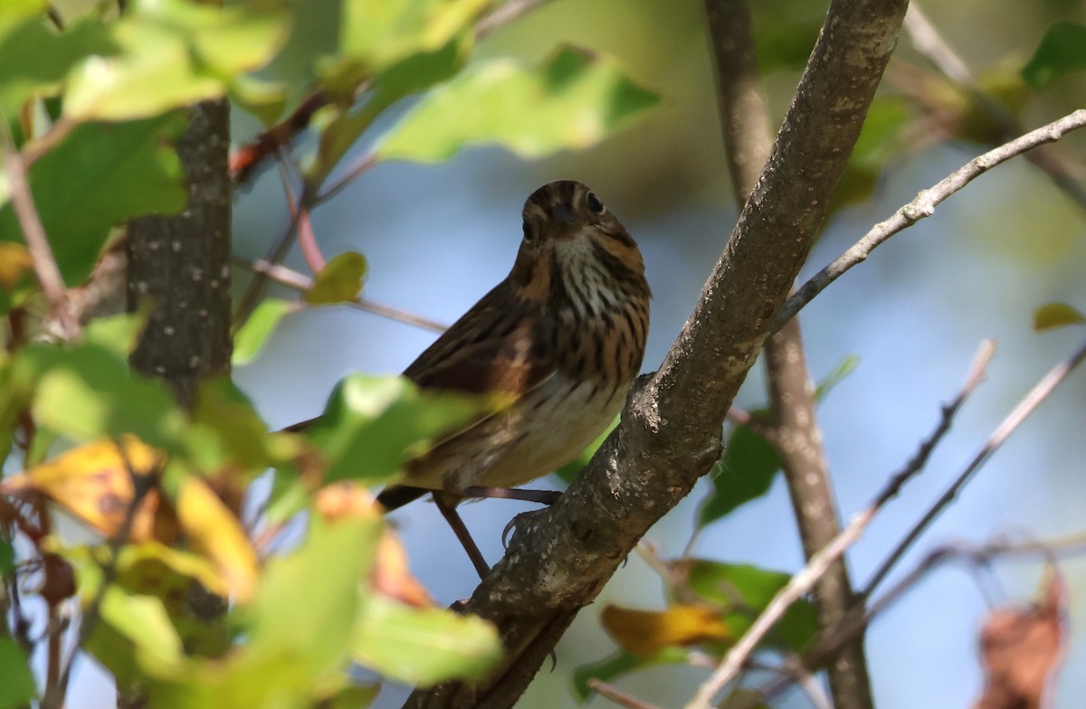 Lincoln's Sparrow - ML641983727