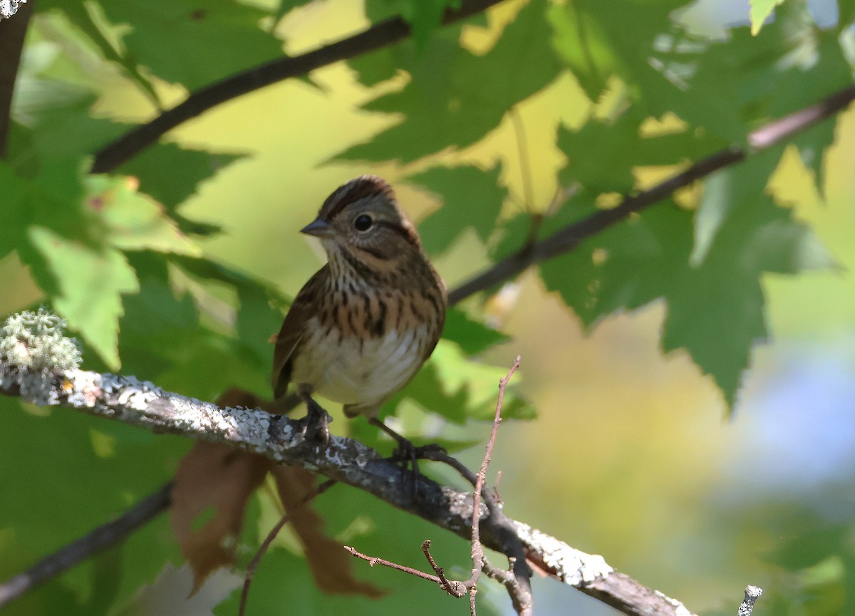 Lincoln's Sparrow - ML641983728