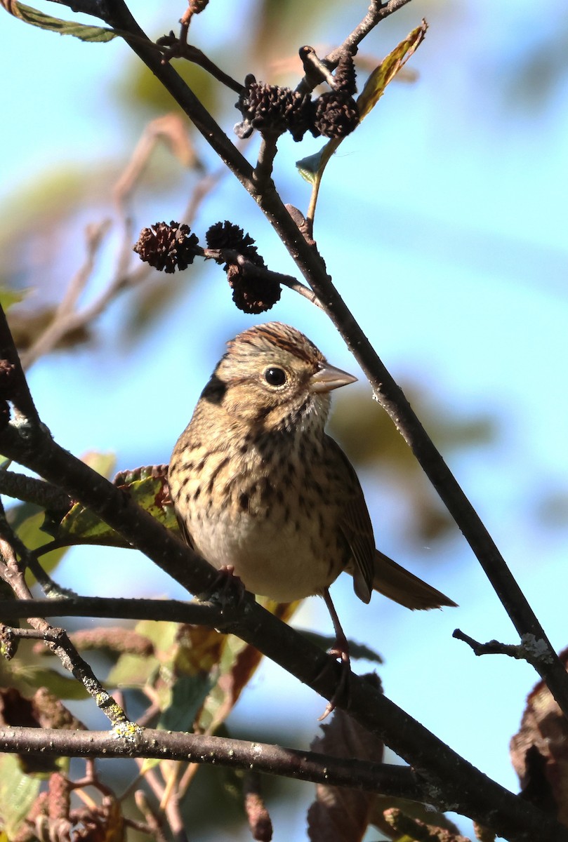 Lincoln's Sparrow - ML641983729