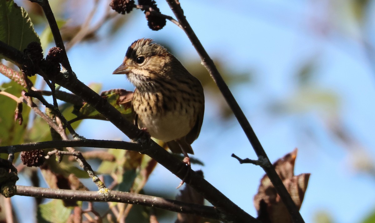 Lincoln's Sparrow - ML641983730