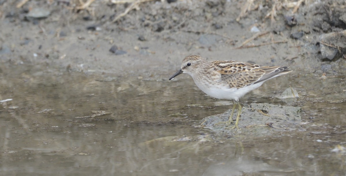 Least Sandpiper - ML641983731