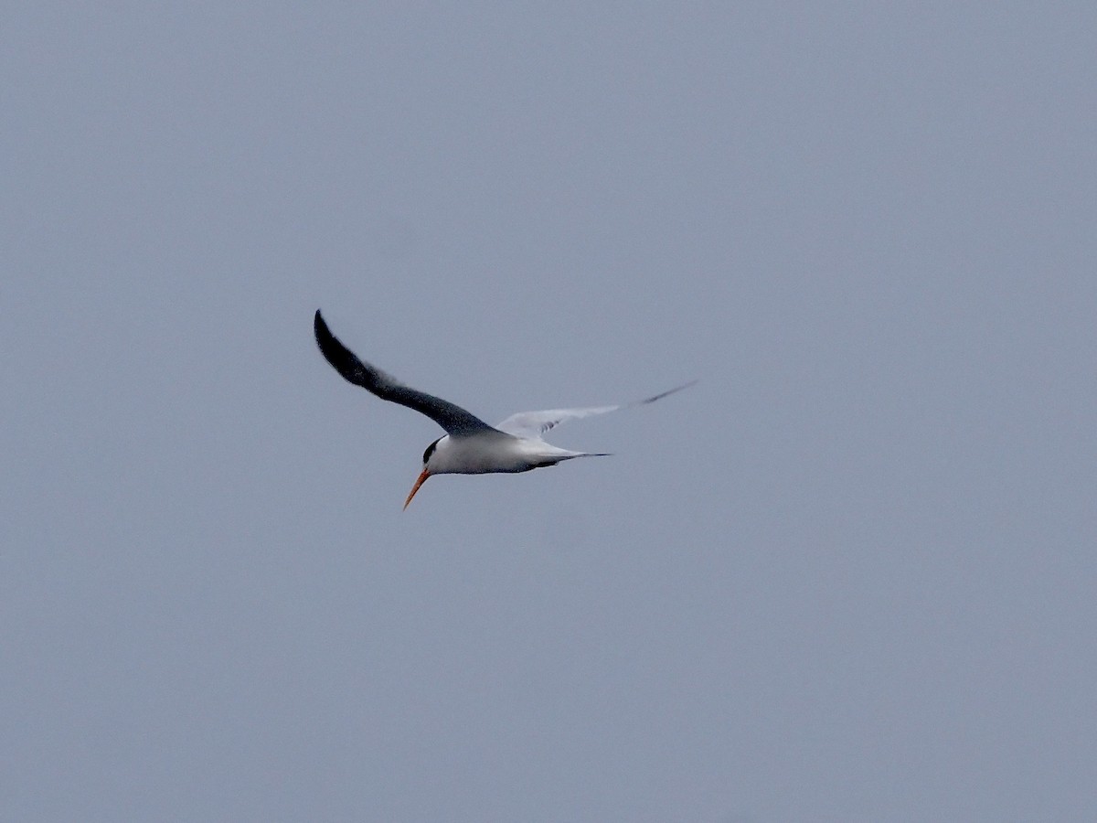 Elegant Tern - ML641983732