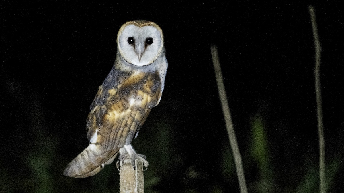 Western Barn Owl - ML641983733