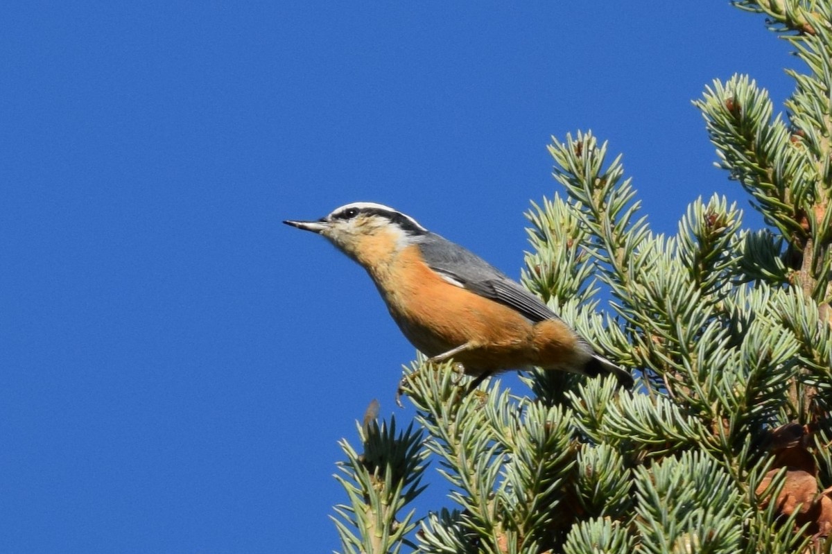 Red-breasted Nuthatch - ML641983735