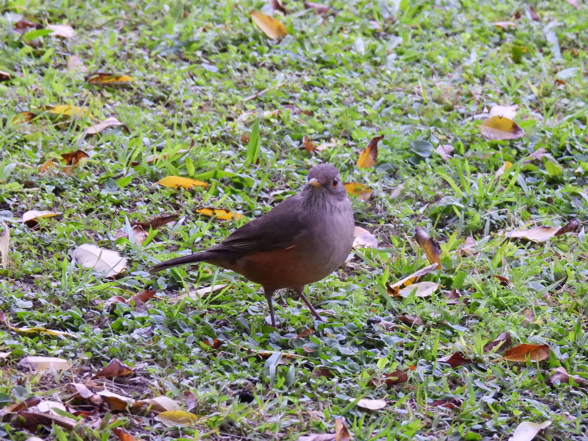Rufous-bellied Thrush - ML641983736