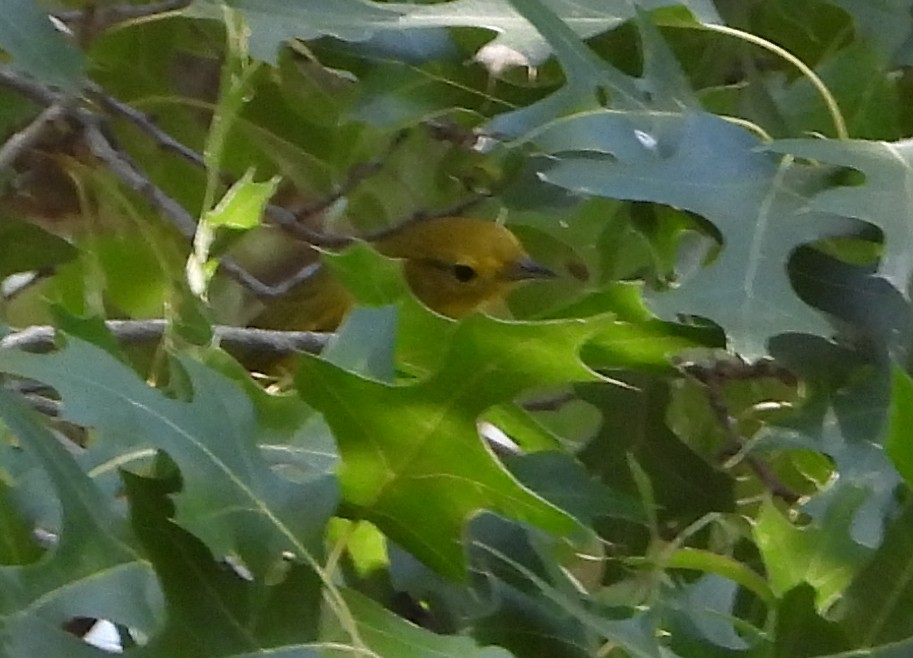 Yellow Warbler - ML641983737