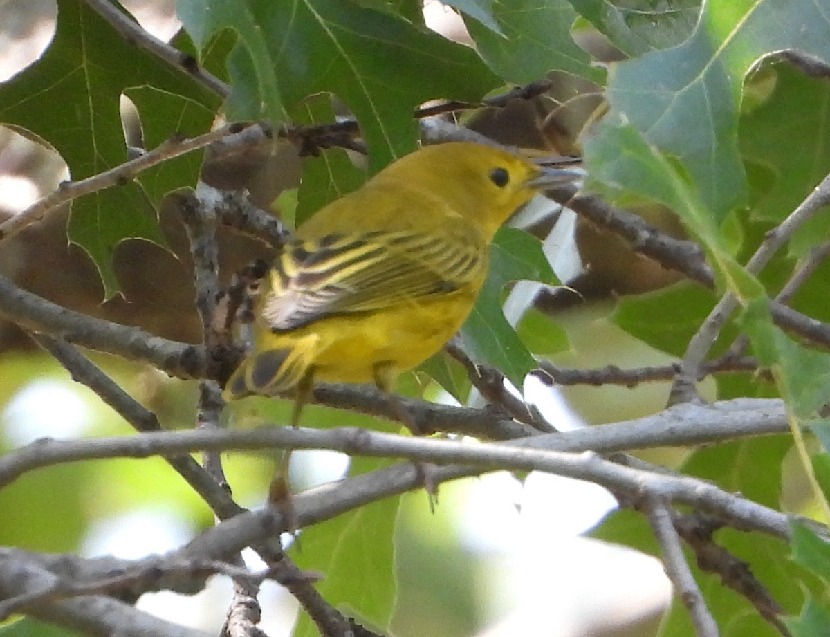 Yellow Warbler - ML641983738