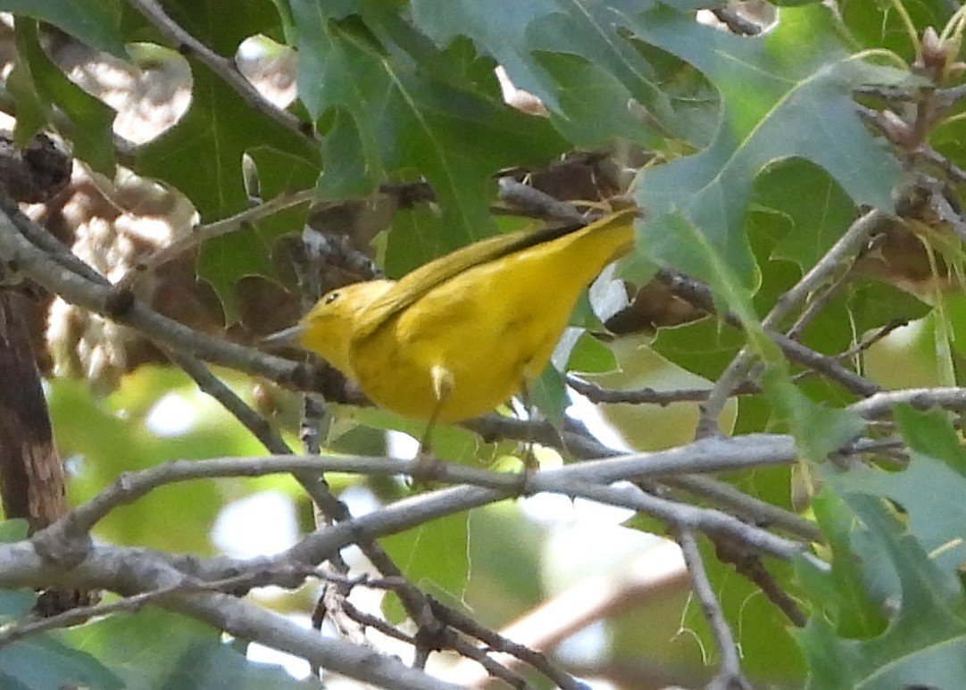 Yellow Warbler - ML641983739