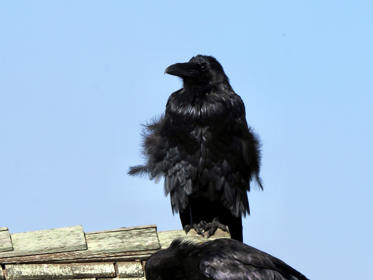 Common Raven - ML641983742