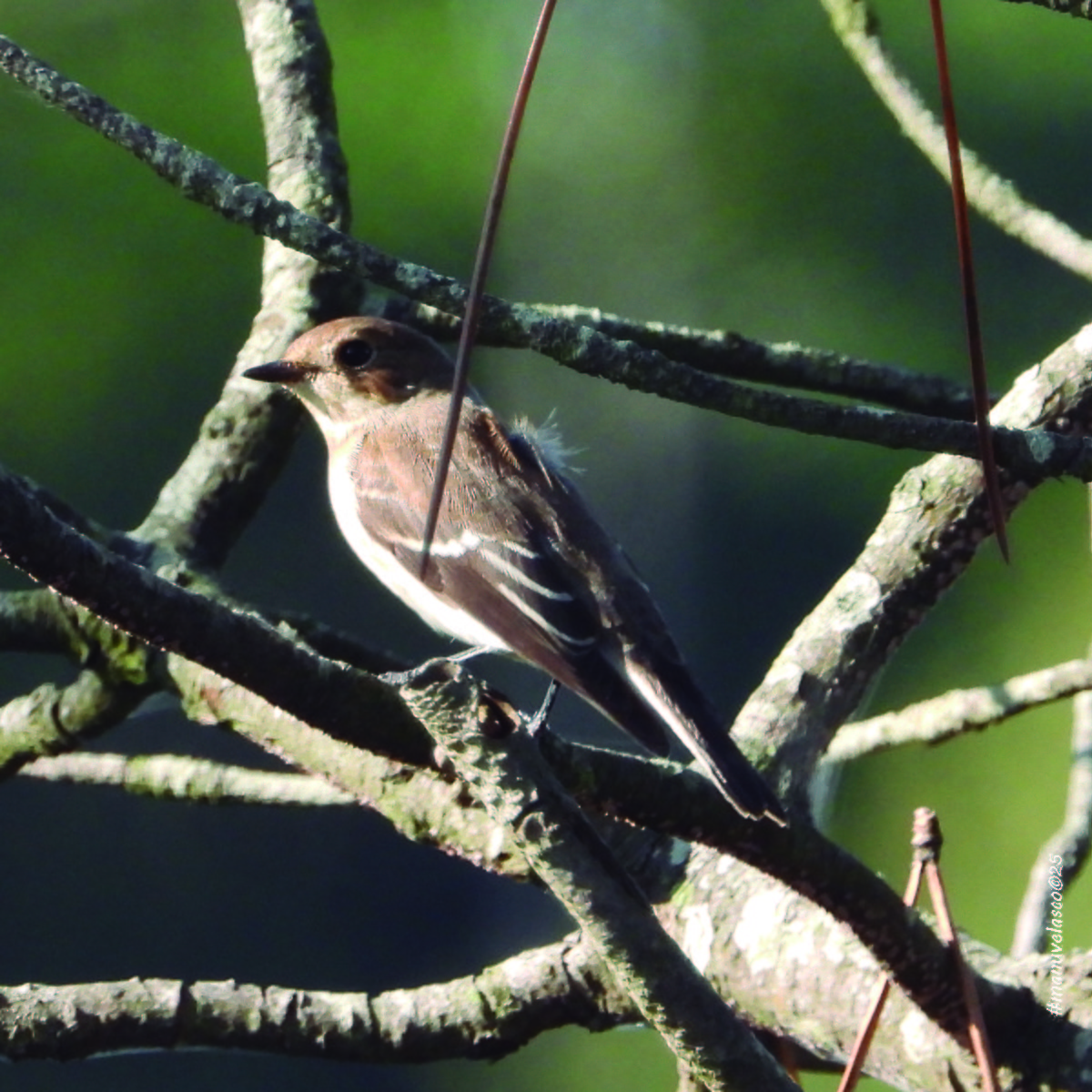 European Pied Flycatcher - ML641983743
