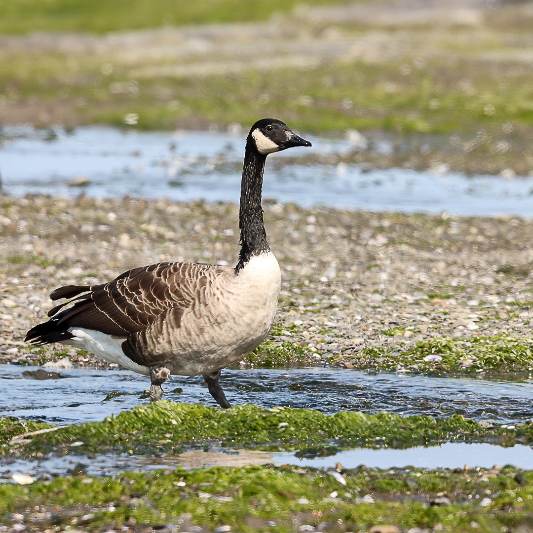 Canada Goose - ML641983744