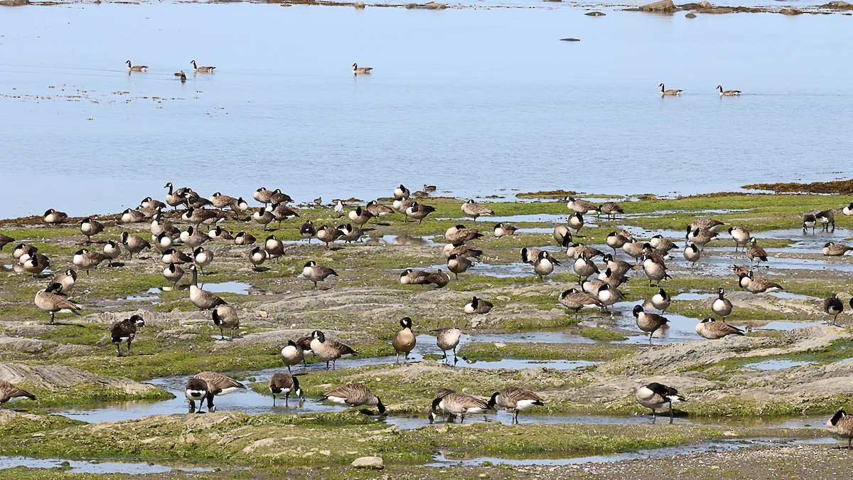 Canada Goose - ML641983745