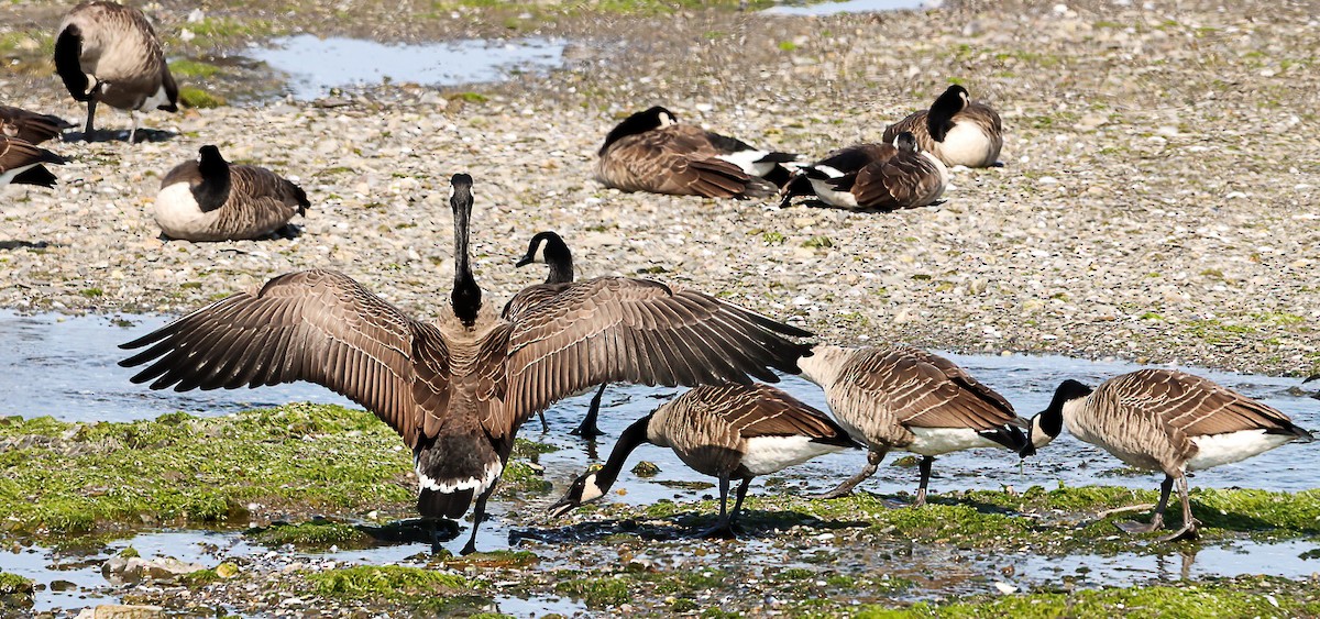 Canada Goose - ML641983746