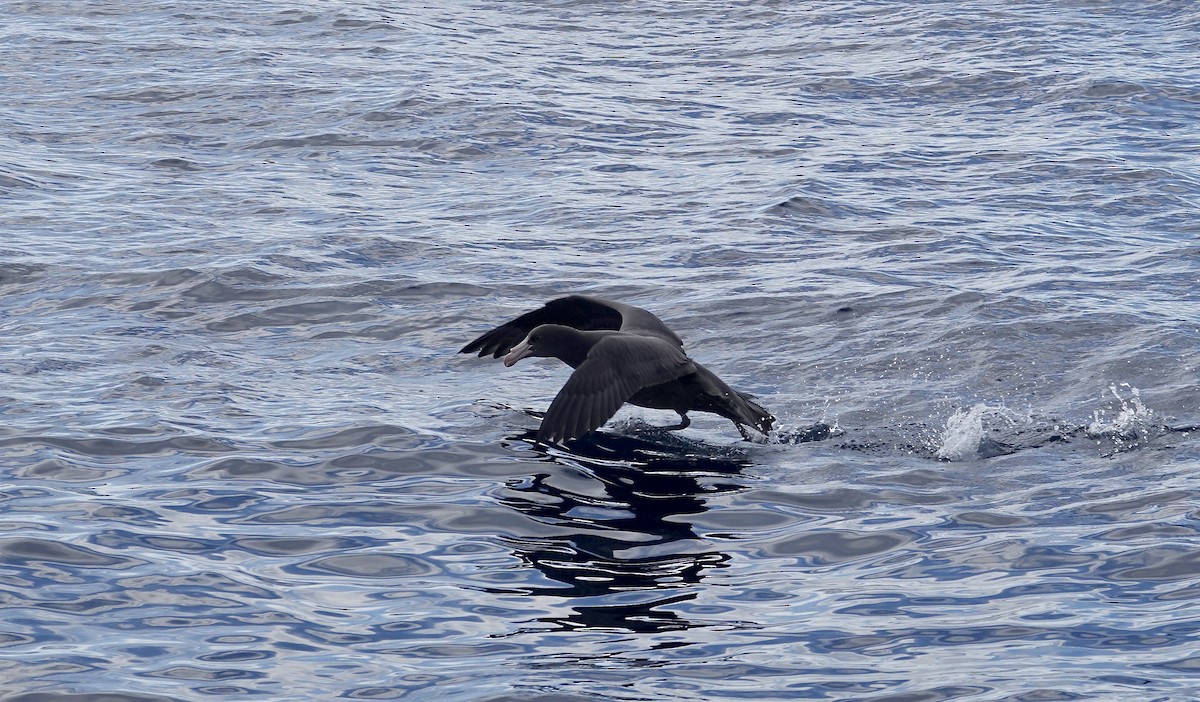 Northern Giant-Petrel - ML641983752