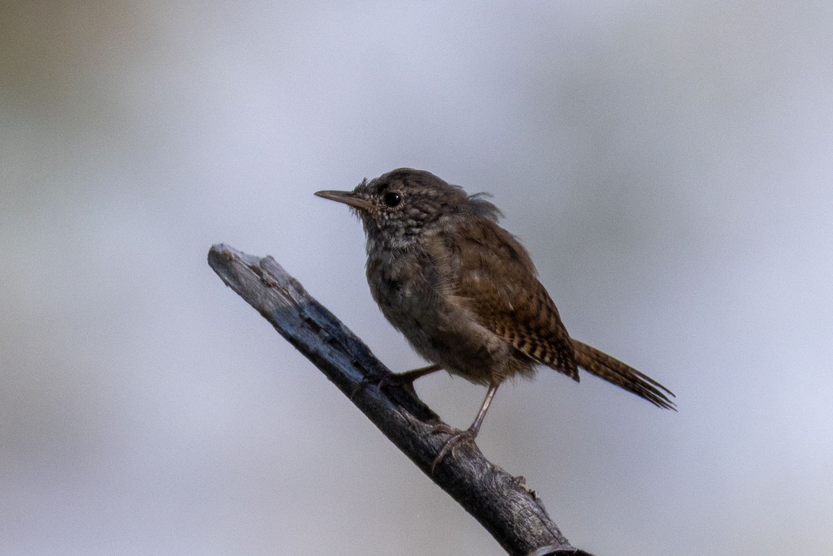Northern House Wren - ML641983753