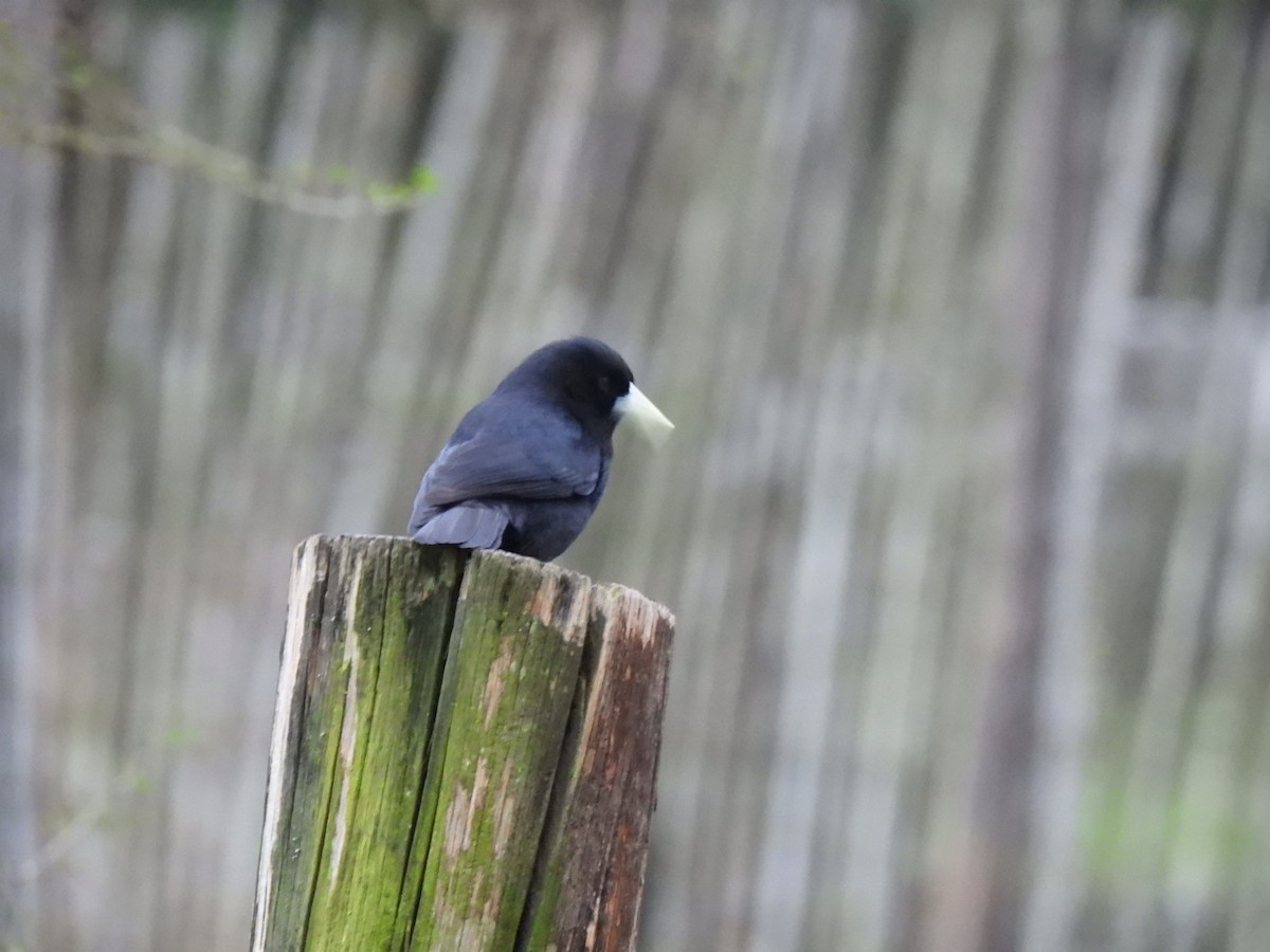Solitary Black Cacique - ML641983758