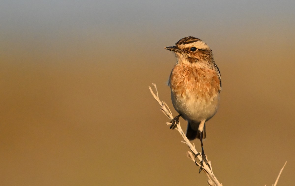 Whinchat - ML641983761