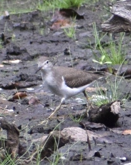 Spotted Sandpiper - ML641983765