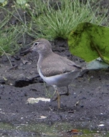 Spotted Sandpiper - ML641983766