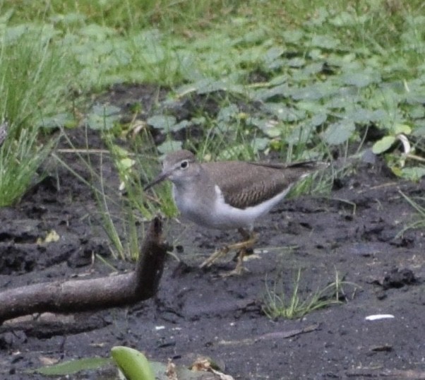 Spotted Sandpiper - ML641983767