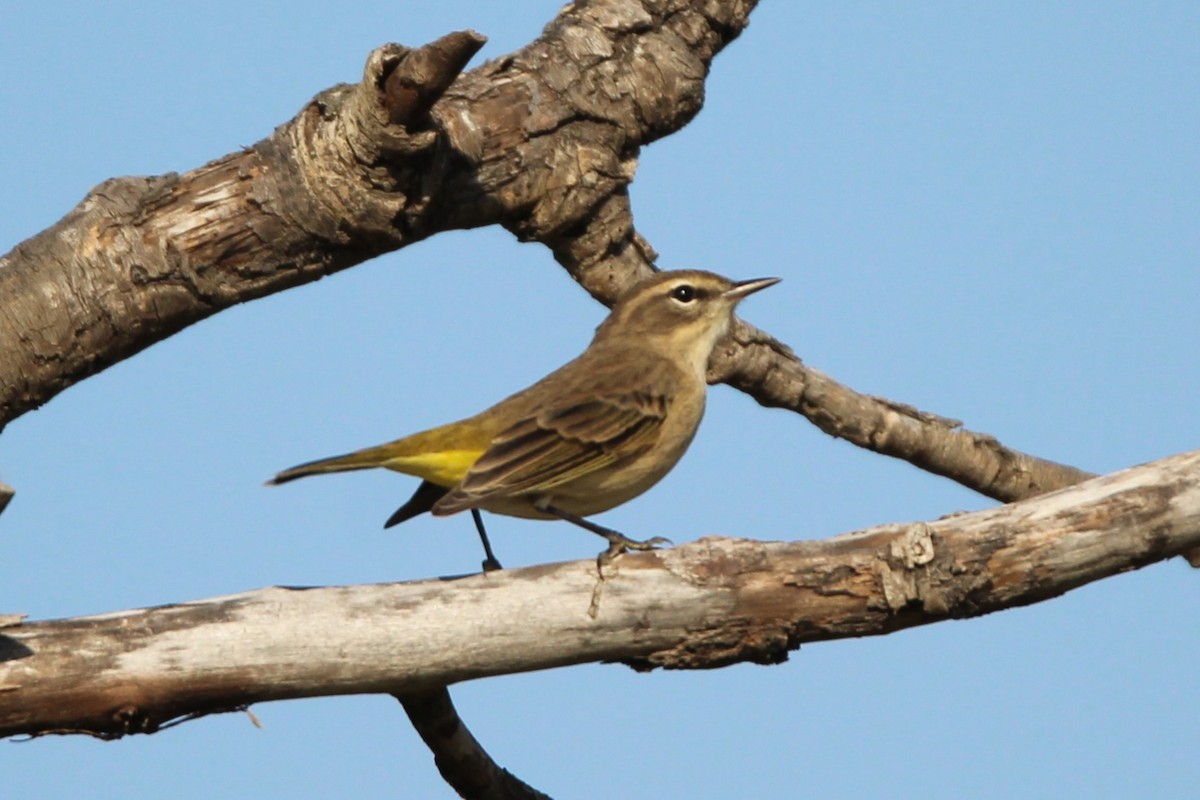 Palm Warbler - ML641983769