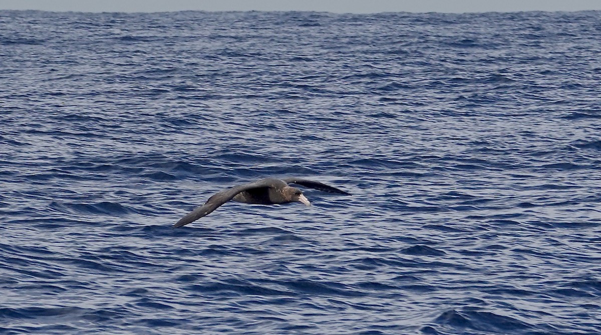 Southern Giant-Petrel - ML641983771