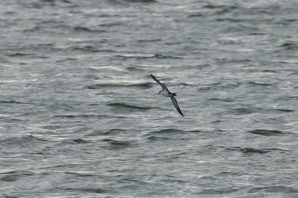 Manx Shearwater - ML641983785